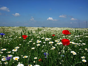 white, red, and purple petaled flower fields