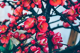 red petaled flowers, Flowers, Branches, Blossom