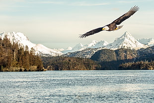 bald eagle, eagle, mountains, lake HD wallpaper