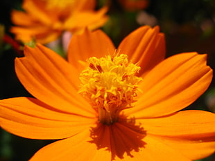 close-up photo of orange Cosmos flower HD wallpaper