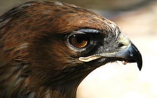 brown and black eagle head photo