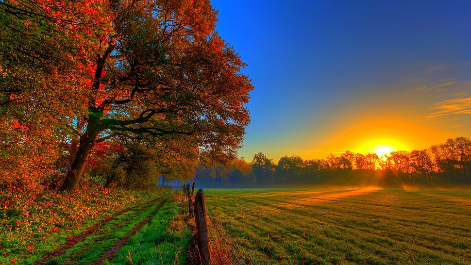 red maple tree, landscape, sunset, fall, sunlight HD wallpaper