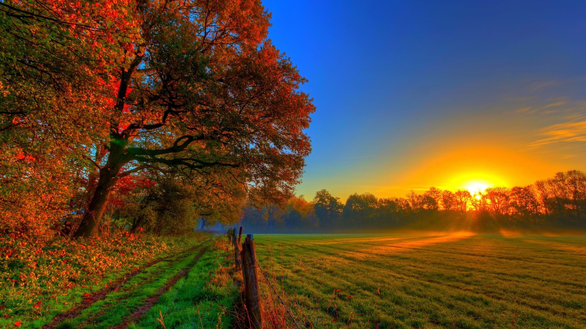 red maple tree, landscape, sunset, fall, sunlight