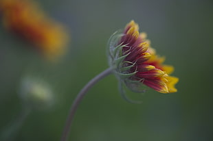 selective focus photography of yellow and pink petaled flower, gaillardia