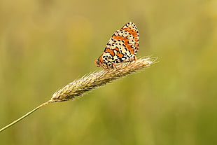 photo of orange and white moth butterfly on green plant