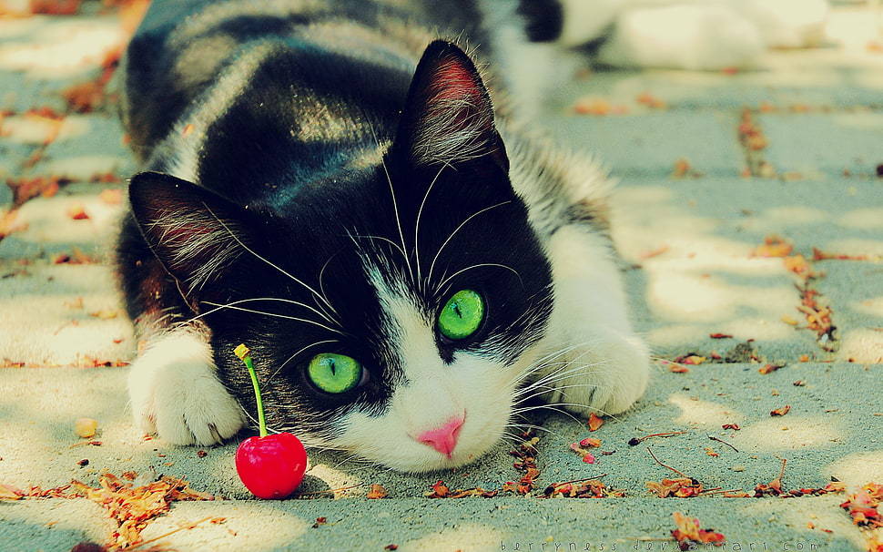 Tuxedo cat, cat, nature, animals, cherries HD wallpaper