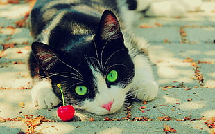 Tuxedo cat, cat, nature, animals, cherries
