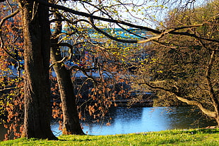 brown trees beside body of water, göteborg HD wallpaper