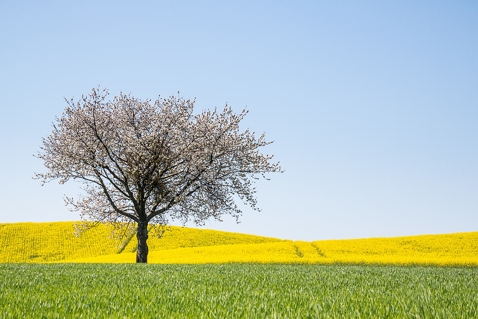 white leaf tree on green grass field during daytime HD wallpaper