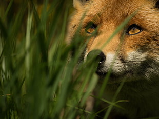 brown fox, animals, nature, fox, grass