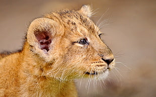 shallow focus photography of brown cub