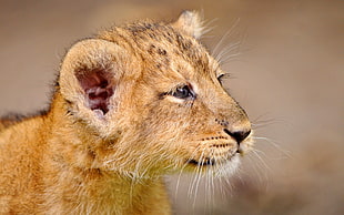 shallow focus photography of brown cub HD wallpaper