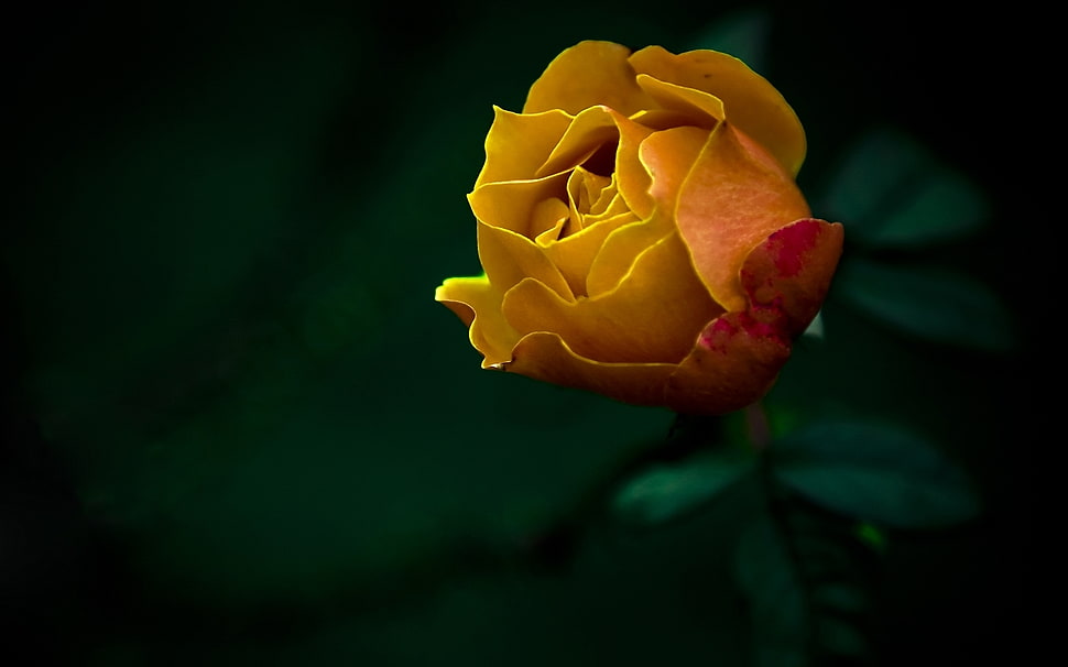 Yellow Rose tilt photograhpy HD wallpaper