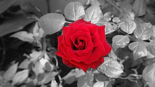 red rose, love, rose, blossoms, flowers