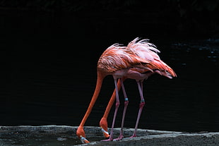 two pink flamingos drinking water, flamingoes, singapore