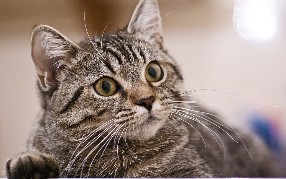 silver tabby cat HD wallpaper