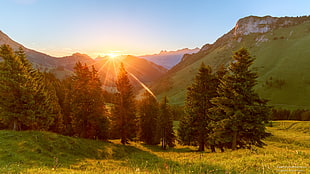 landscape photography of pine trees and mountain during sunrise
