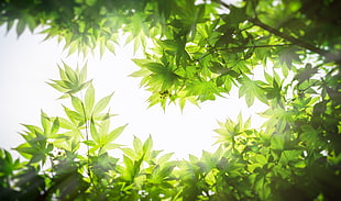 shallow focus photography of green leaves at daytime