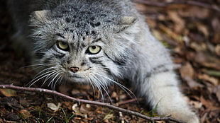 gray bobcat, cat, wild cat