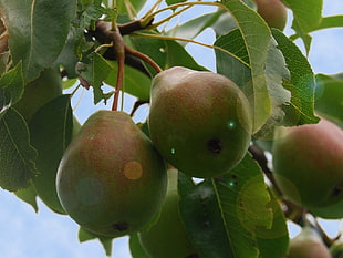 three unripe pears