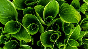 green leaves in close-up photography
