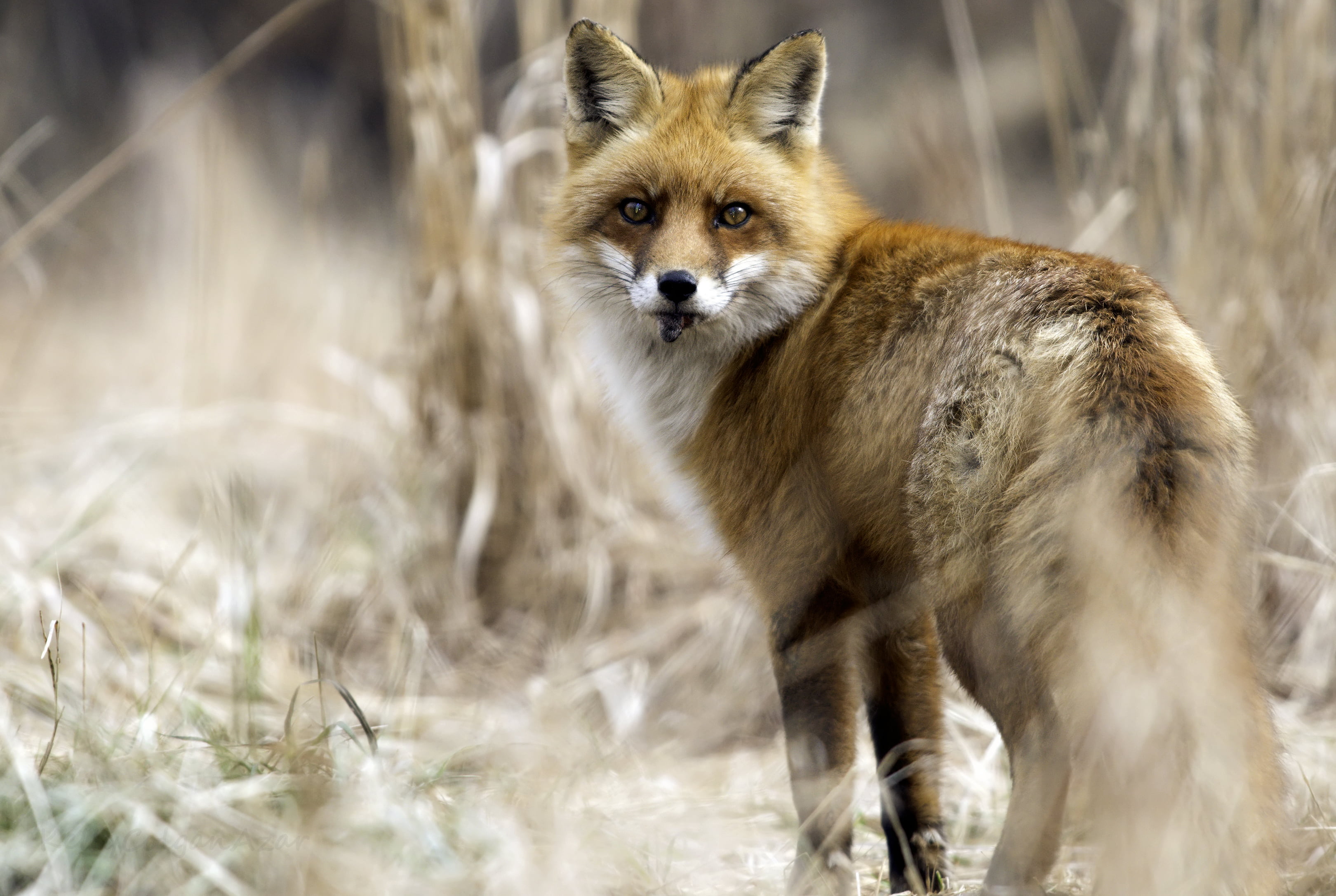 Fox selective focus photo, red fox