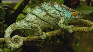 chameleon on tree stem