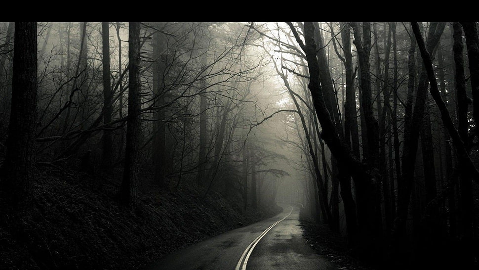 asphalt road between trees HD wallpaper