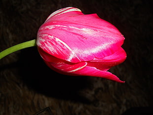tilt shift lens photography of pink flower