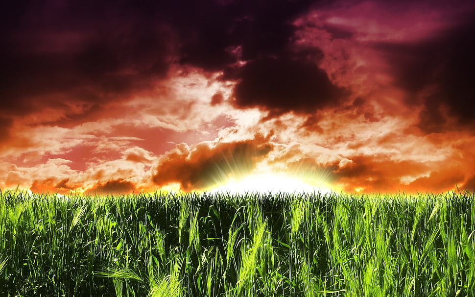 green leafed plants, clouds, nature HD wallpaper