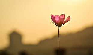 pink Cosmos flower in bloom during sunset HD wallpaper