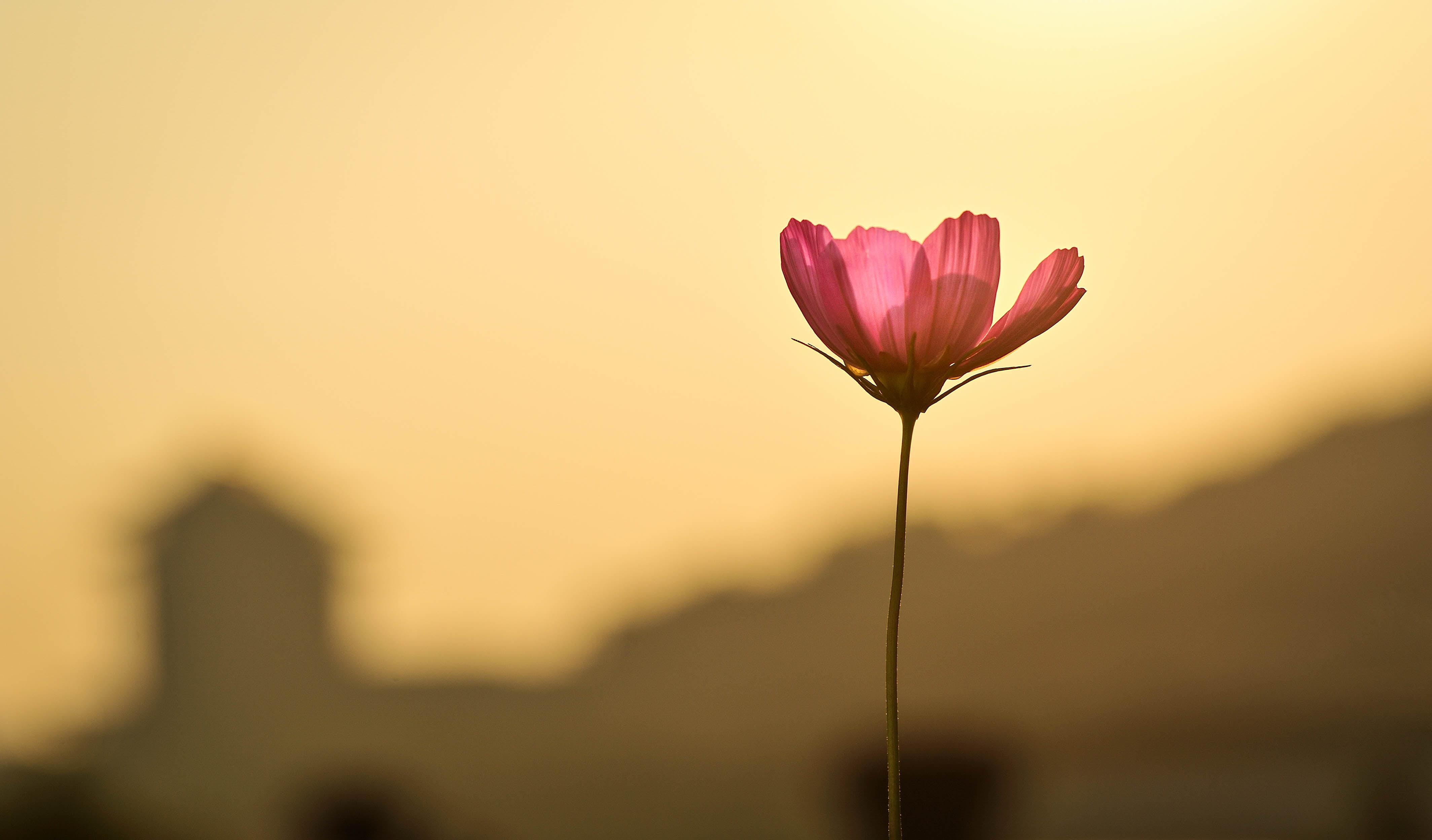pink Cosmos flower in bloom during sunset