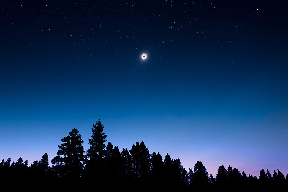 trees and moon during dayime HD wallpaper