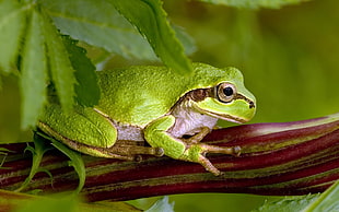 selective focus photography of green and brown frog on branch