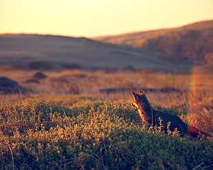 brown fox, wildlife, fox, nature, photography
