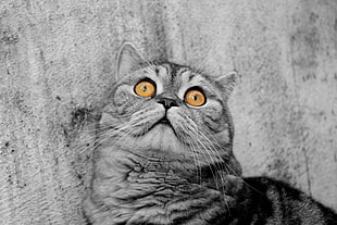 gray cat with brown eyes selective color photo HD wallpaper