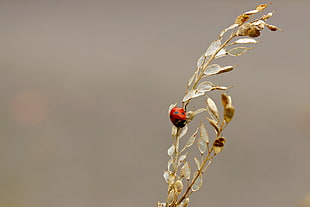 shallow focus photography of ladybug on brown twig, lady bug