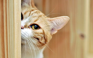 selective focus photo of orange Tabby cat