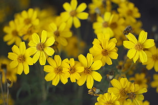 close up photo of yellow petaled flowers HD wallpaper