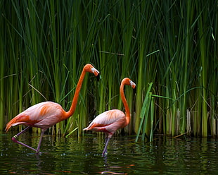 two flamingo, flamingos, birds, nature