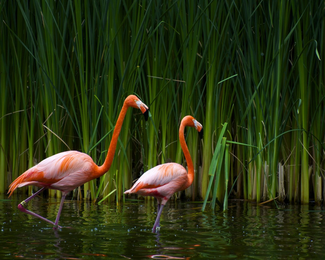 two flamingo, flamingos, birds, nature