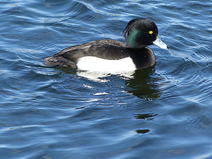 black and white duck on body of water, tufted duck