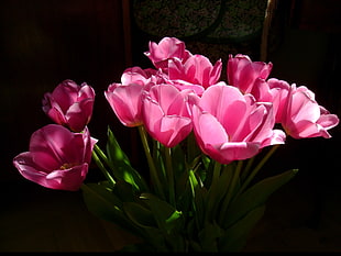 bouquet of pink Tulips HD wallpaper