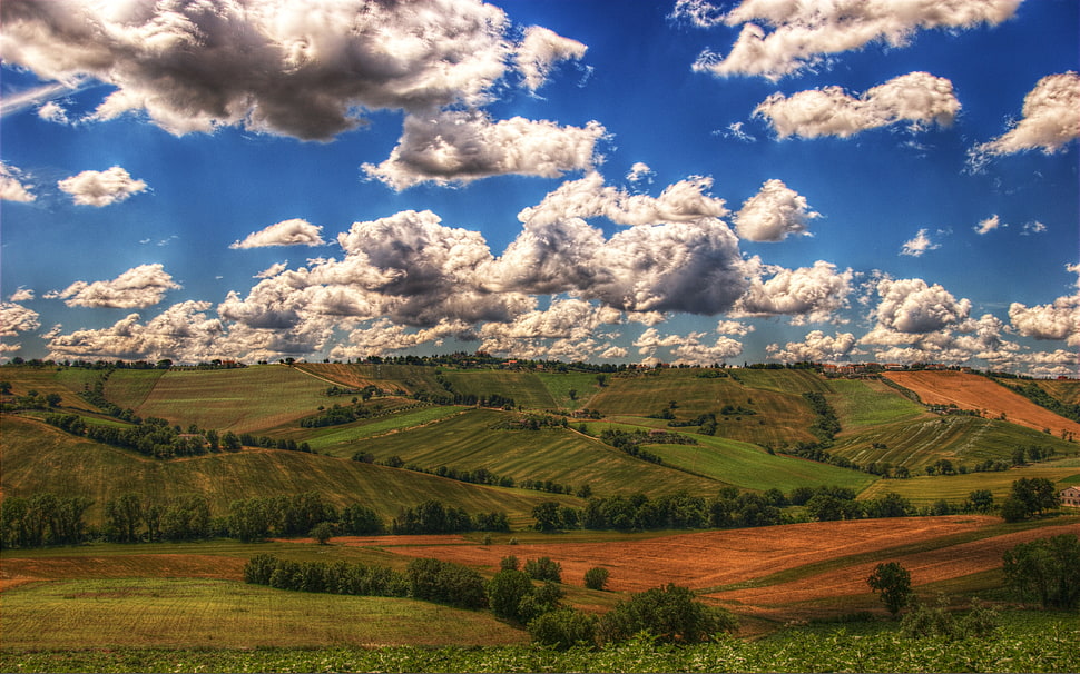 green grass field under blue sky and white clouds HD wallpaper