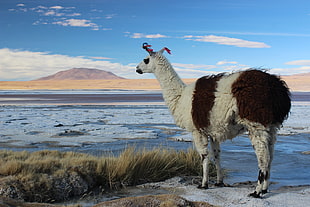 white and brown llama, animals, llamas, Bolivia, landscape HD wallpaper