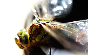 Pondhawk dragonfly in macro photography HD wallpaper