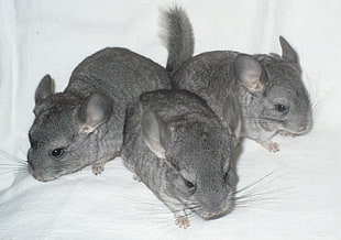 three gray rodents