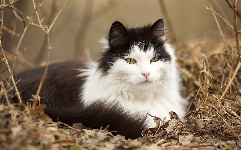 short-haired white and black cat, cat, animals, nature, depth of field HD wallpaper