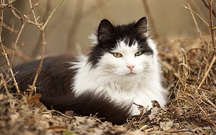 short-haired white and black cat, cat, animals, nature, depth of field