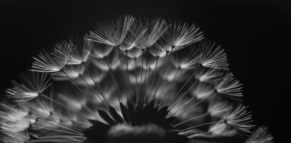 white flower illustration HD wallpaper